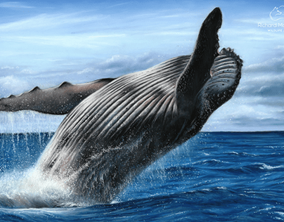 Portrait of a humpback whale