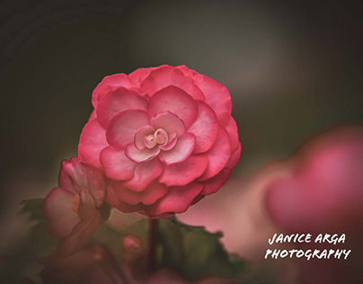 Project thumbnail - “Begonias Flower”