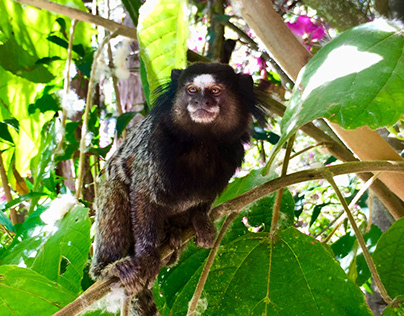 Foto macaco