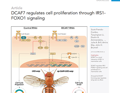 DCAF7 regulates cell proliferation