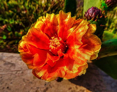 L'Ampolla - Gr costa flor cactus - Baix Ebre