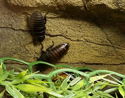 Madagascar Hissing Cockroach Exhibit