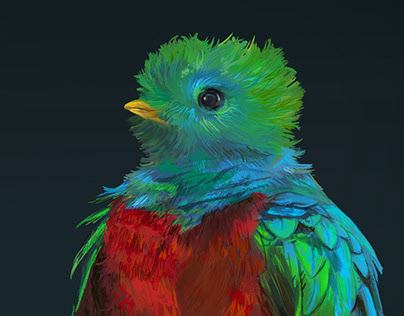 Colorful illustration of a queztal and other birds