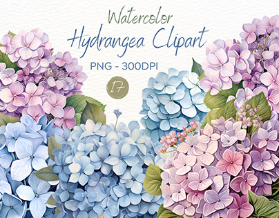 Watercolor Hydrangea Clipart