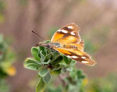 Snoot Butterfly at Estrella Mountain Regional Park