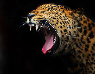 Potrate of the leopard