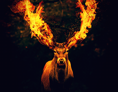 Deer and Fire