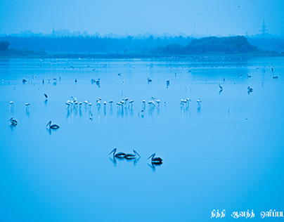 Oussudu bird sanctuary, Photography Project.