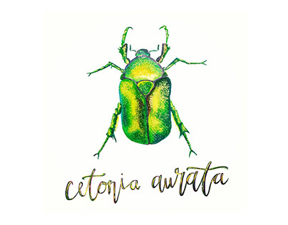 Cetonia Aurata Illustration and Handlettering