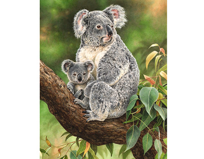 Watercolor painting of a Koala