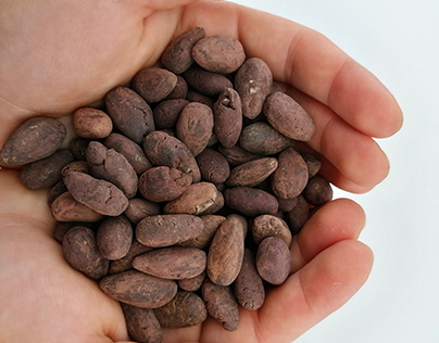 Theobroma cacao Food of the Gods