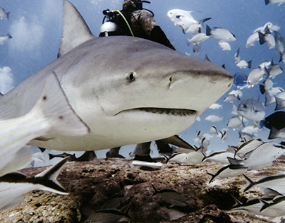 Fotografía Subacuática Tiburón Toro