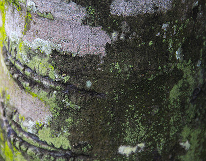 Beech Bark Grows With Lichens And Lichens