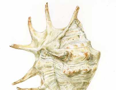 Shellfish sketches