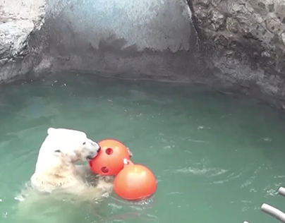 Enriquecimiento ambiental para oso polar