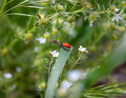 Ladybird on Grass Leaf