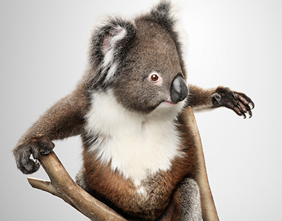 Australian Animals Projects | Photos, videos, logos, illustrations and  branding on Behance