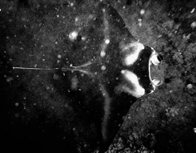 Manta Ray Dive
