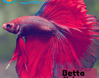 Best betta fish in malaysia