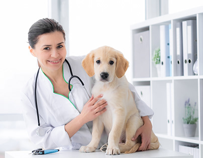 Cute dog examined by doctor