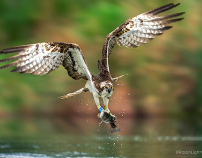 Osprey Photography - The Hard Work Totally Pays Off