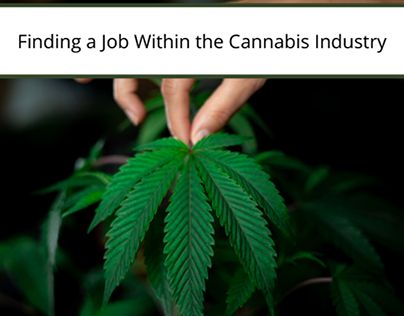 Finding a Job Within the Cannabis Industry