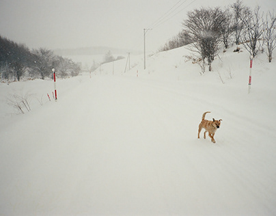 A Brown Shiba Dog Appears on a Snowy Road