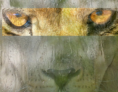 lion with tiger eyes