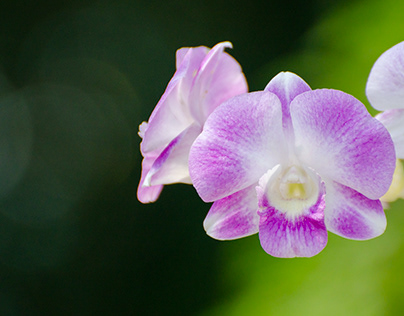 Beautiful purple Phalaenopsis orchid flowers.