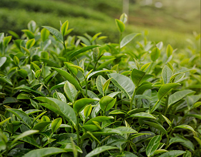 green leaves tea plants outside