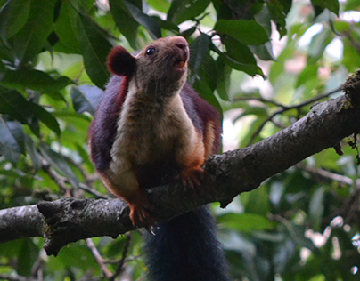 Giant Indian Malabar Squirrel @ Vythiri - Wayanad
