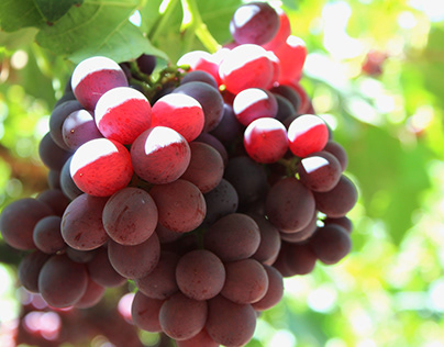 Export season of table grapes from Vlle Del Aconcagua
