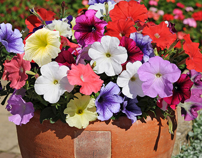 Petunia Mixed Color Flower Seeds