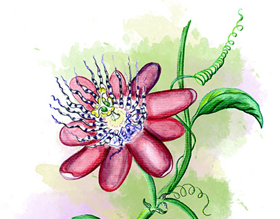 Ilustració botánica II