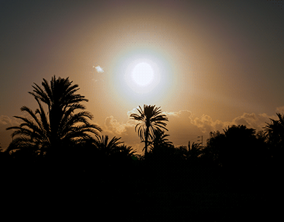 Forêt de palmiers sous soleil Kerkennah, Tunisia