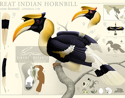 Great Indian Hornbill | Museum, Bio-park infographic