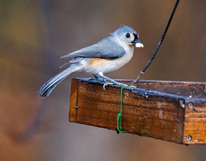 A Tufted Titmouse, Cardinals and a Nuthatch