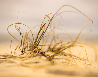Beachgrass