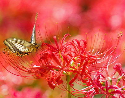 Cluster amaryllis and swallowtail butterfly