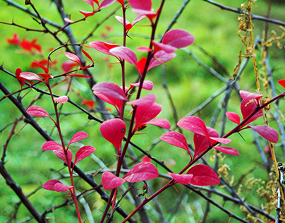 Red branches of November.