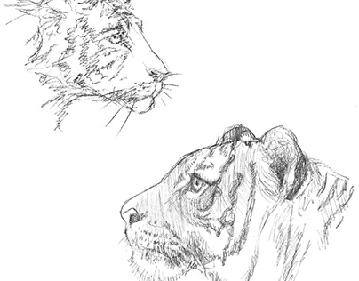 Animal Sketches Projects | Photos, videos, logos, illustrations and  branding on Behance