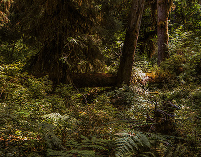 Hoh Rainforest Walkabout (#2 of 7)