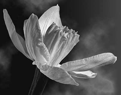 Black and White Plant Photography