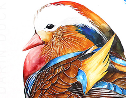 Mandarin duck watercolours