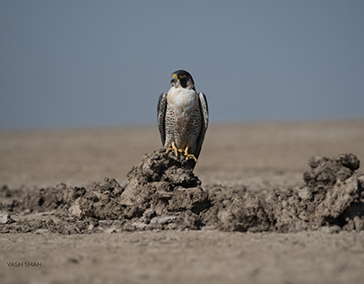 Peregrine Falcon in LRK