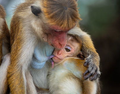The toque macaque