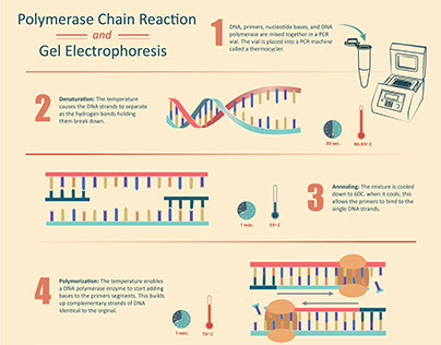 PCR & Gel Electrophoresis