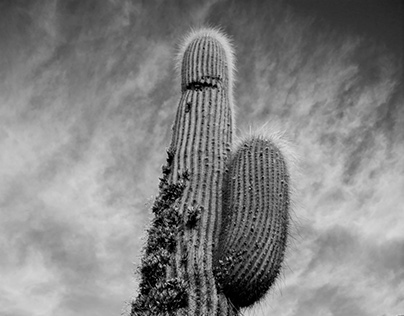 Cactus cardon (Argentina)