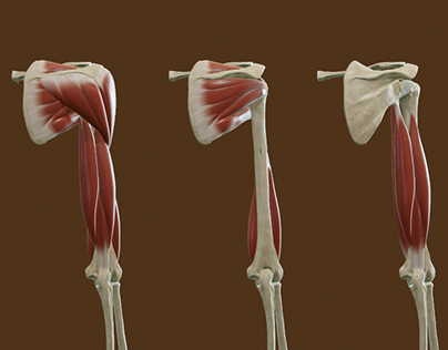 Muscles and Bones of the Upper Arm and the Shoulder