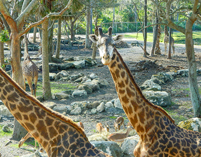 giraffe park area